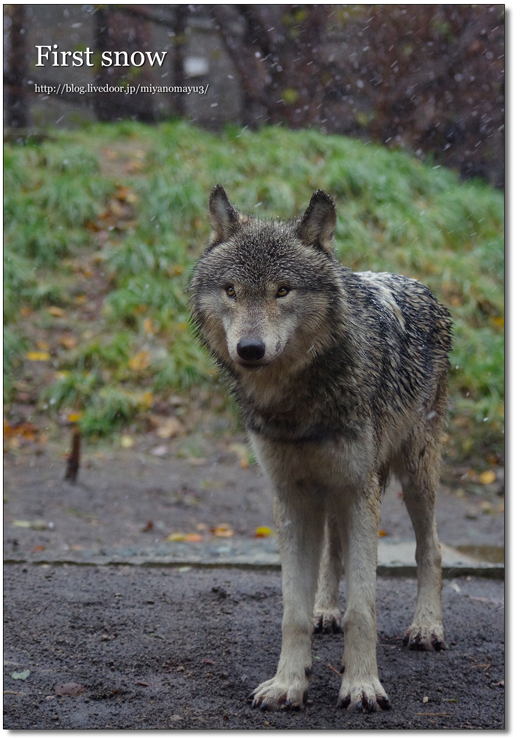 ショウ