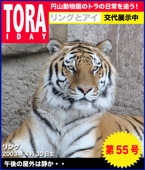 トライデー