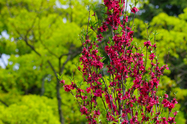 花桃