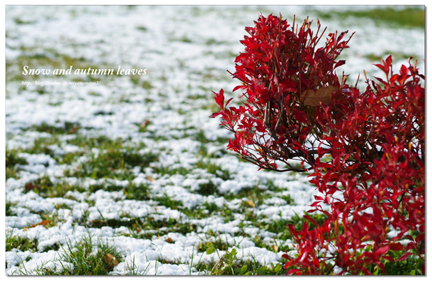 雪と紅葉