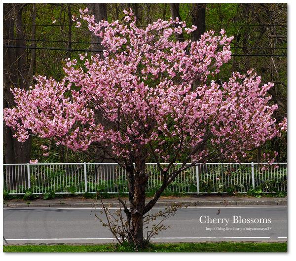 桜