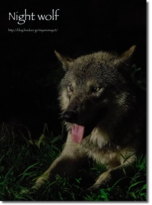 夜ユウキ