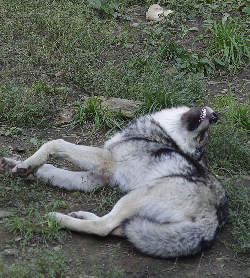 ショウ