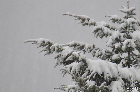 雪