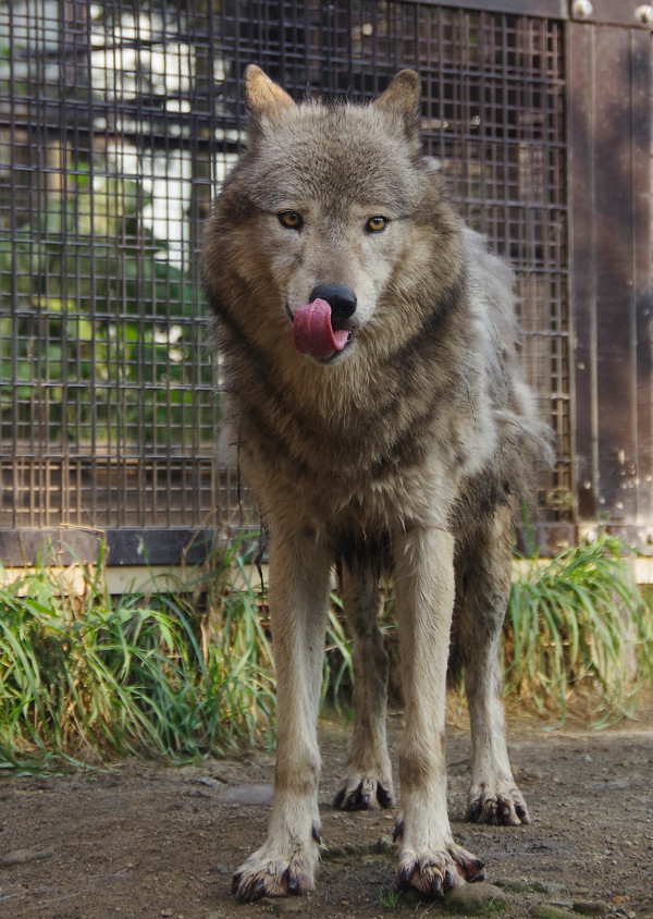 ショウした