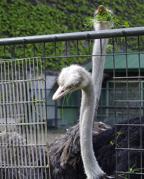 食べる