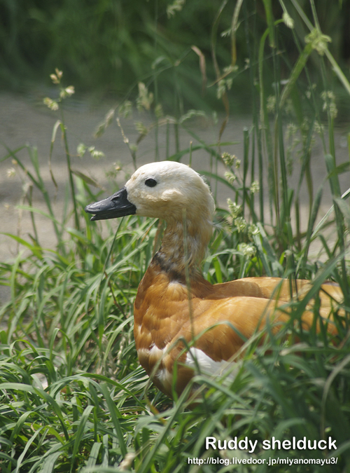 Ruddy-shelduck