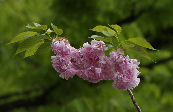 桜