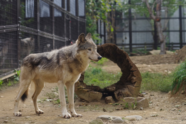 ショウ