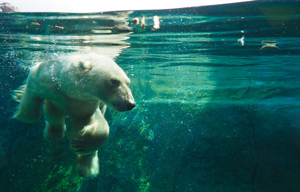 デナリ水