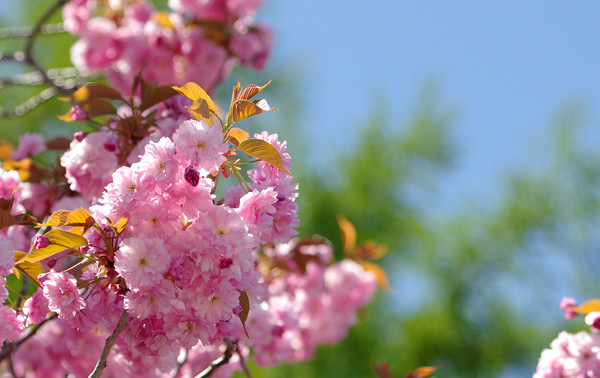 八重桜