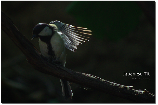 シジュウカラ