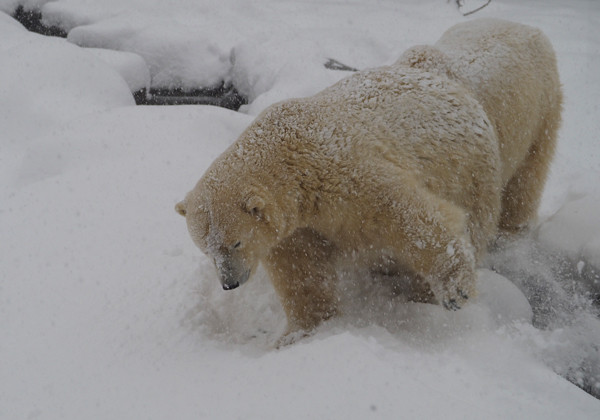 除雪