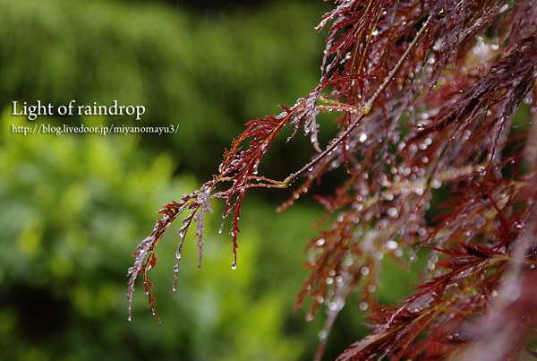 雨粒