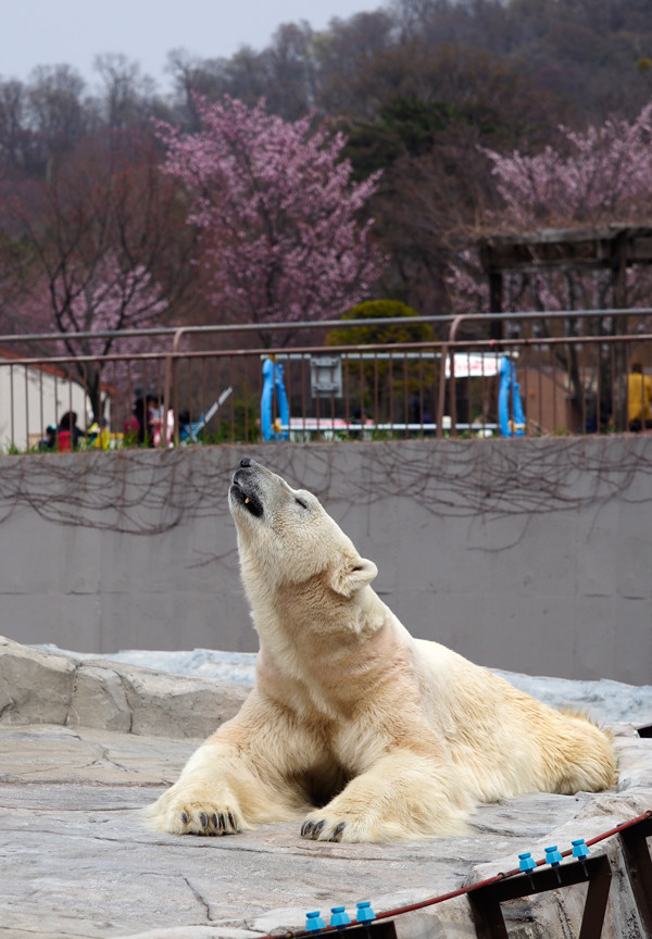 デナリ桜