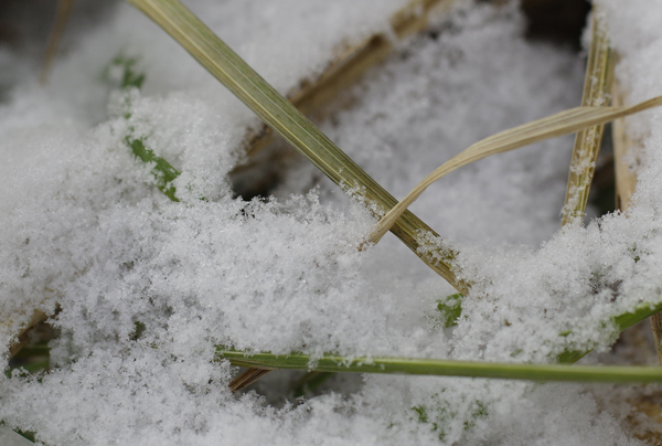 雪