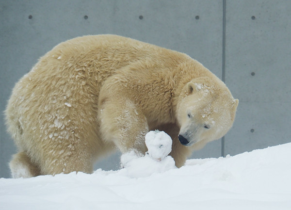 雪だるま