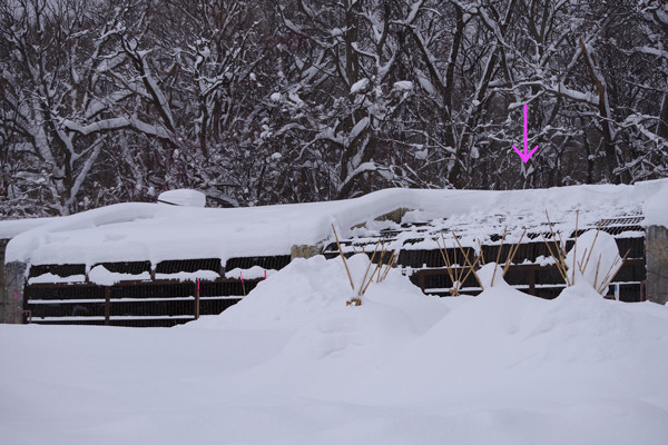 雪下ろし