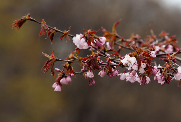 桜