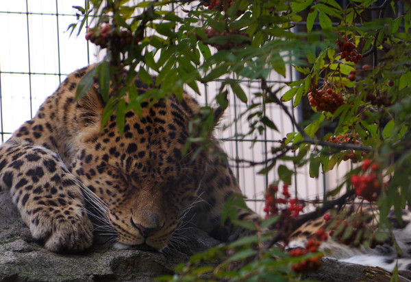 ナナカマド