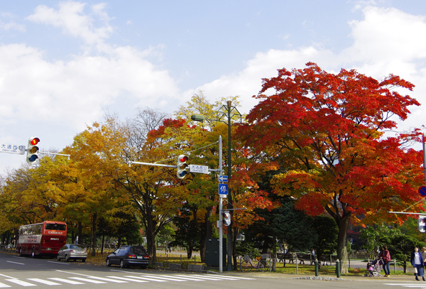 紅葉