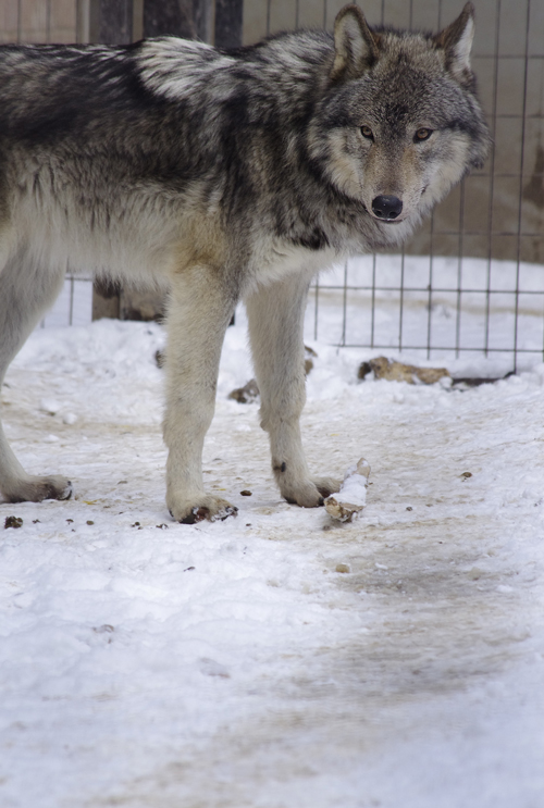 ショウ