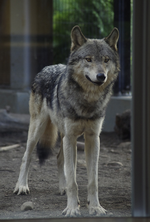 ショウ