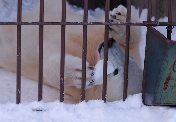 雪玉取った