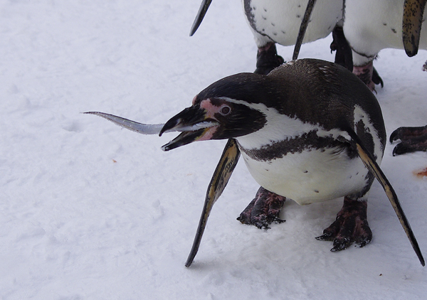 外に出て魚をもらうペンギンたち 北の暮らし 札幌 宮の森から