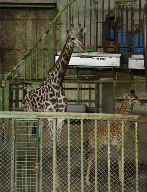 ナナコとナナスケ