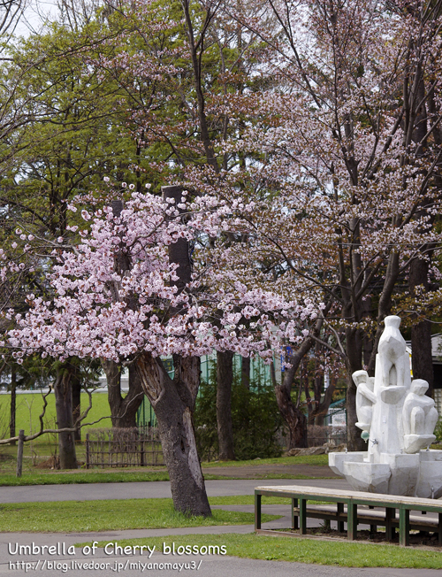 桜