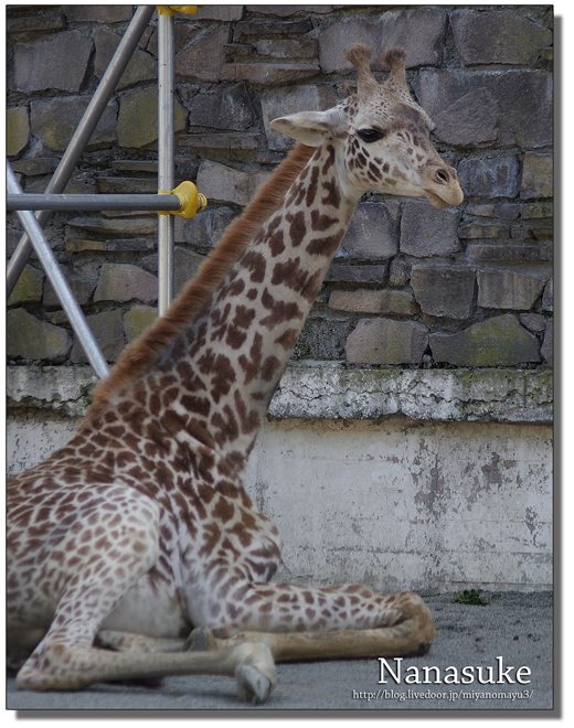 円山動物園 マサイキリン　ナナスケ ユウマ　 ナナコ 