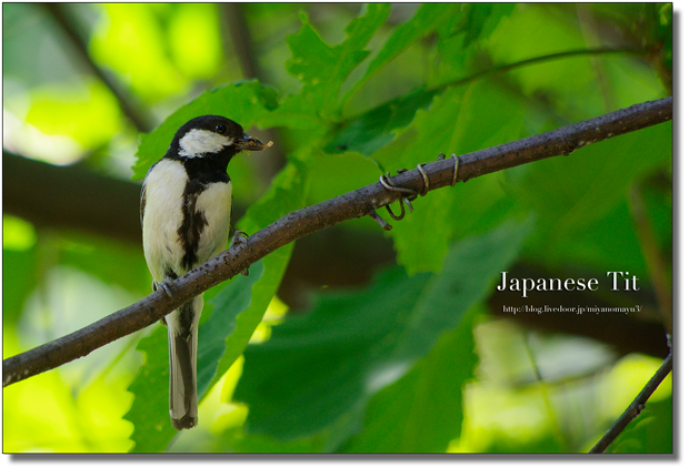 シジュウカラ