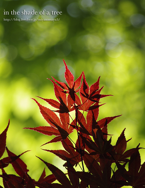 紅葉