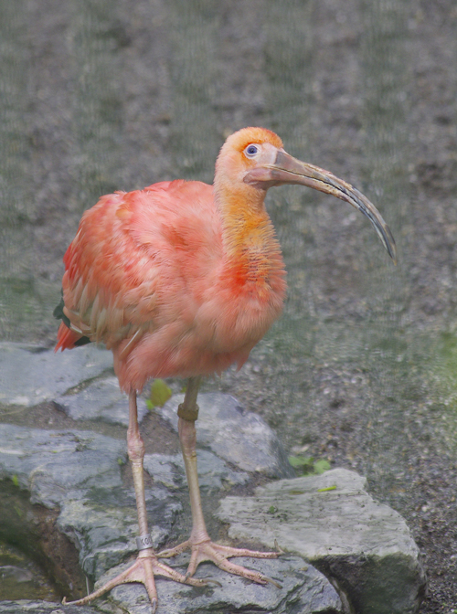 ショウジョウトキ