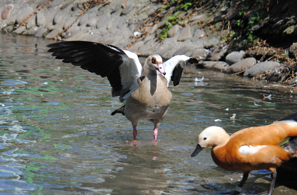 白鳥池