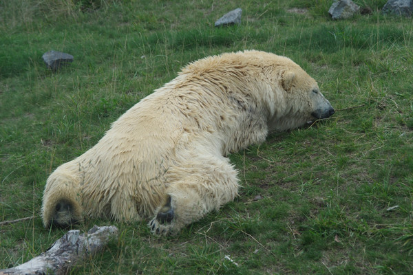 すりすり