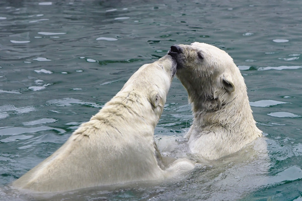 キス