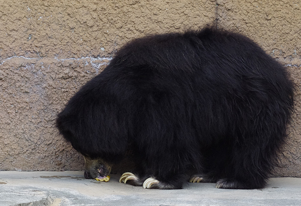 食べる