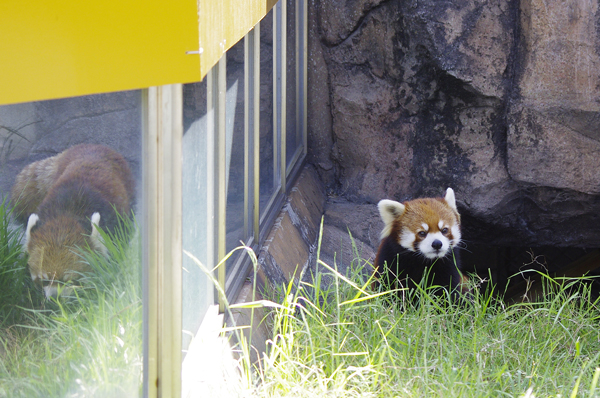 ミンファ登場