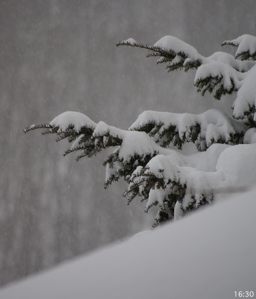 雪