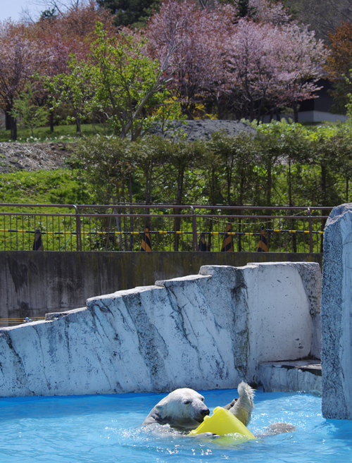 ララと桜