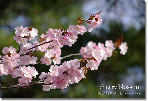 桜