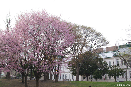 桜