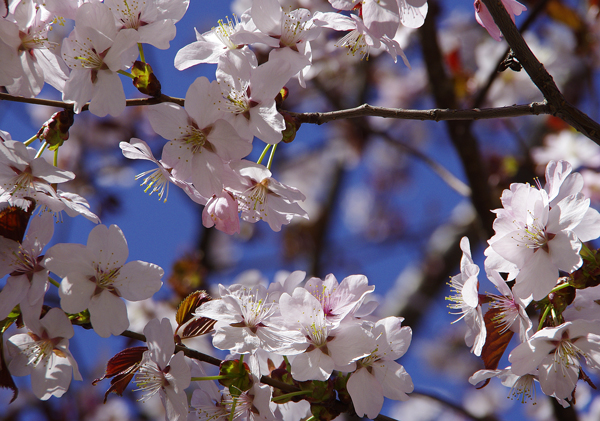 桜