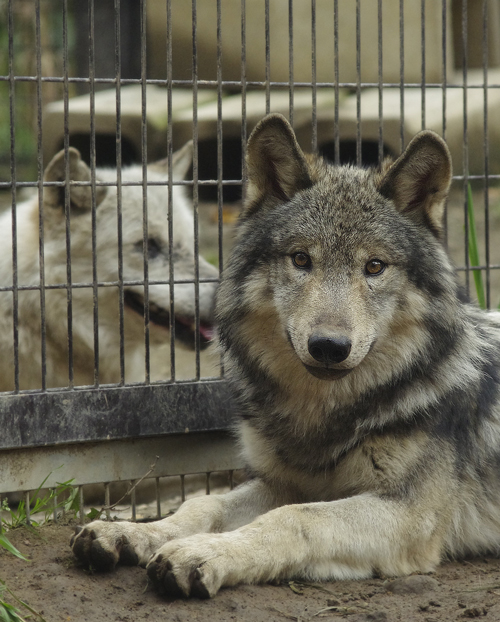 ショウとキナコ