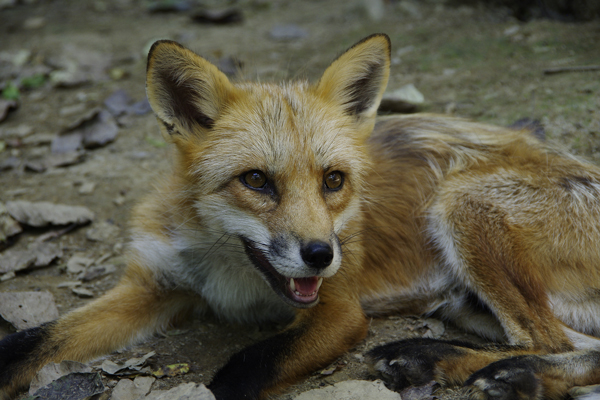 キタキツネ