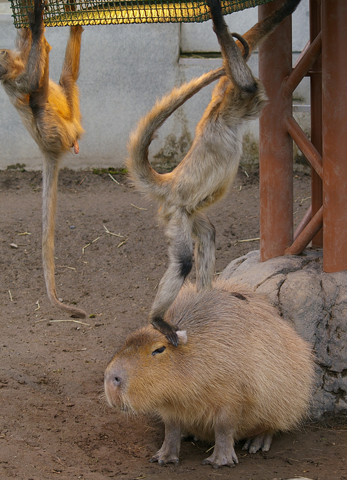 カピバラとクモザル 北の暮らし 札幌 宮の森から