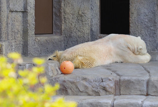 デナリ閉園