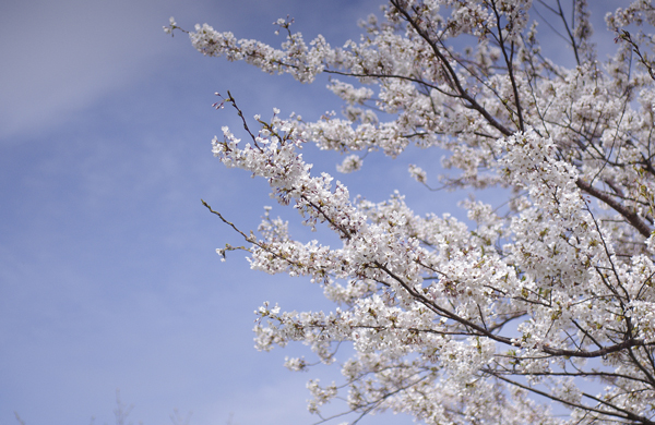 桜